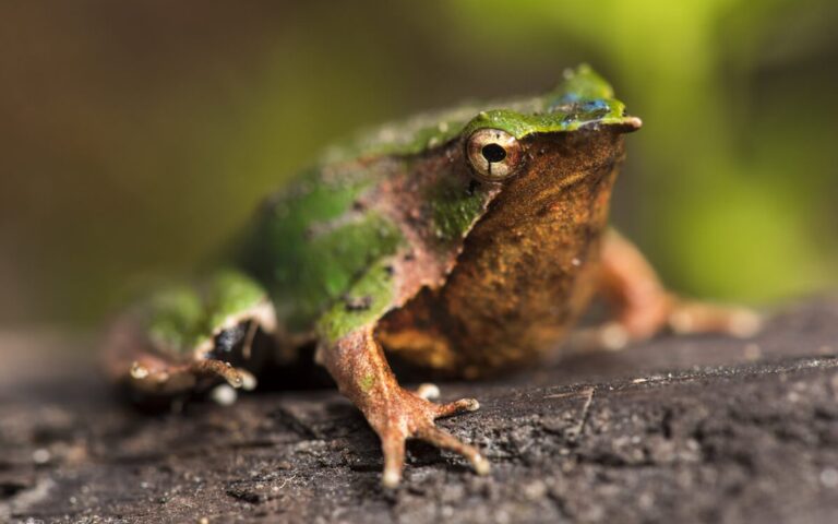amphibians yelcho